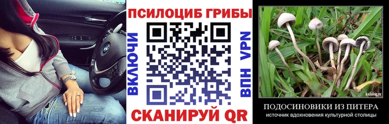 Галлюциногенные грибы Psilocybine cubensis  Кудрово 
